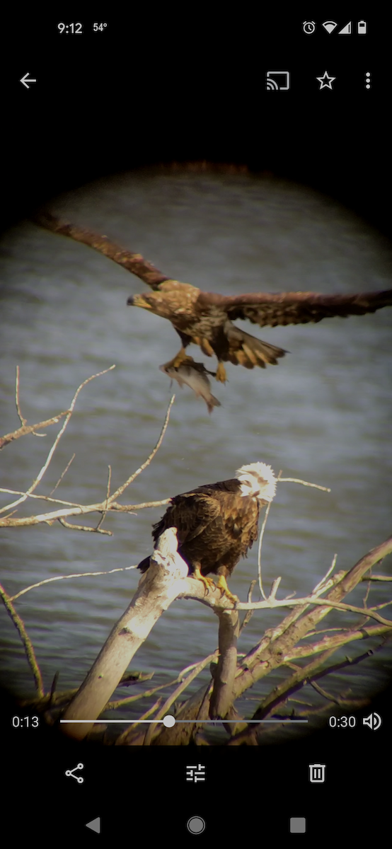 Bald Eagle - ML319411161