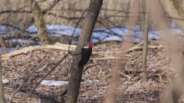 Жовна північна - ML319411341