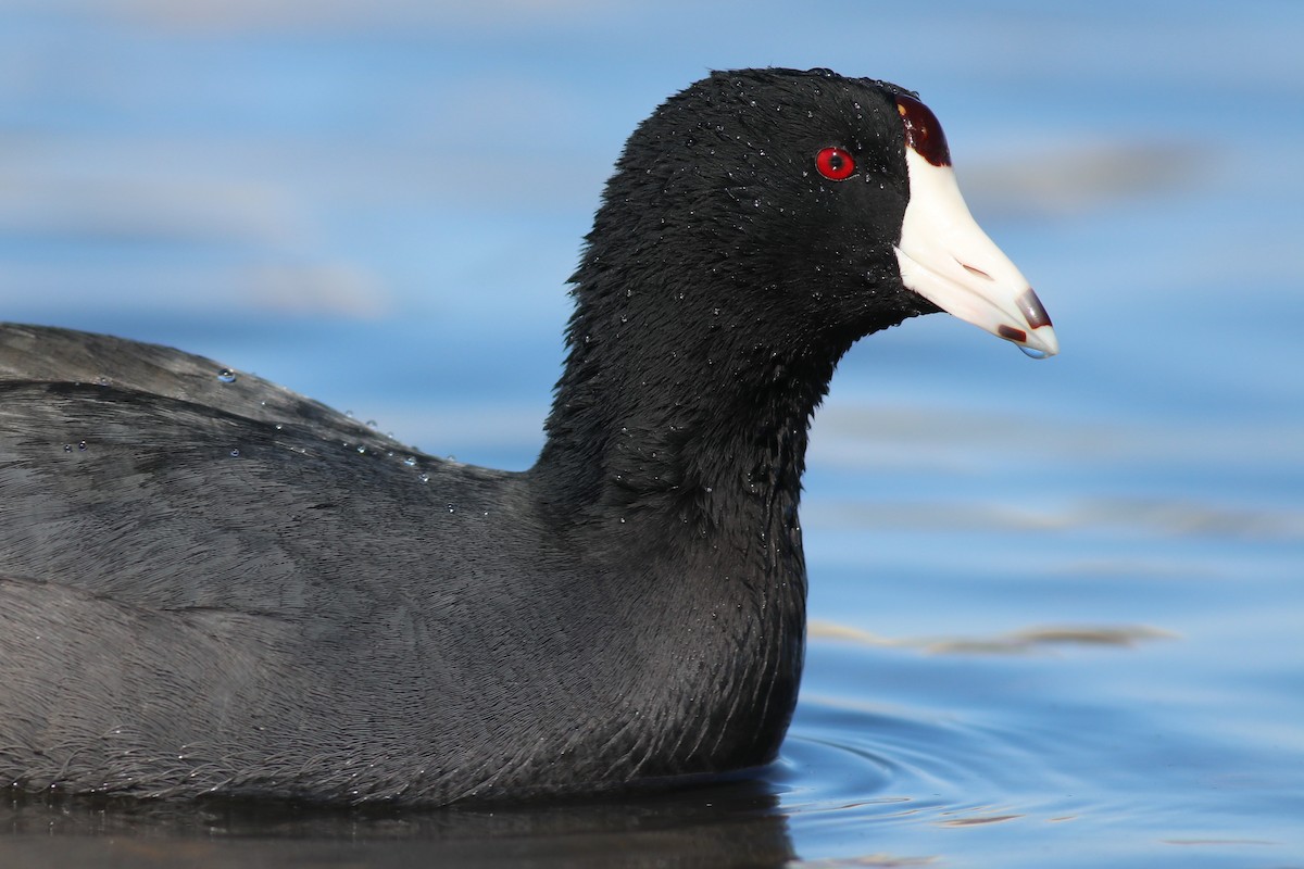 American Coot - ML319412821