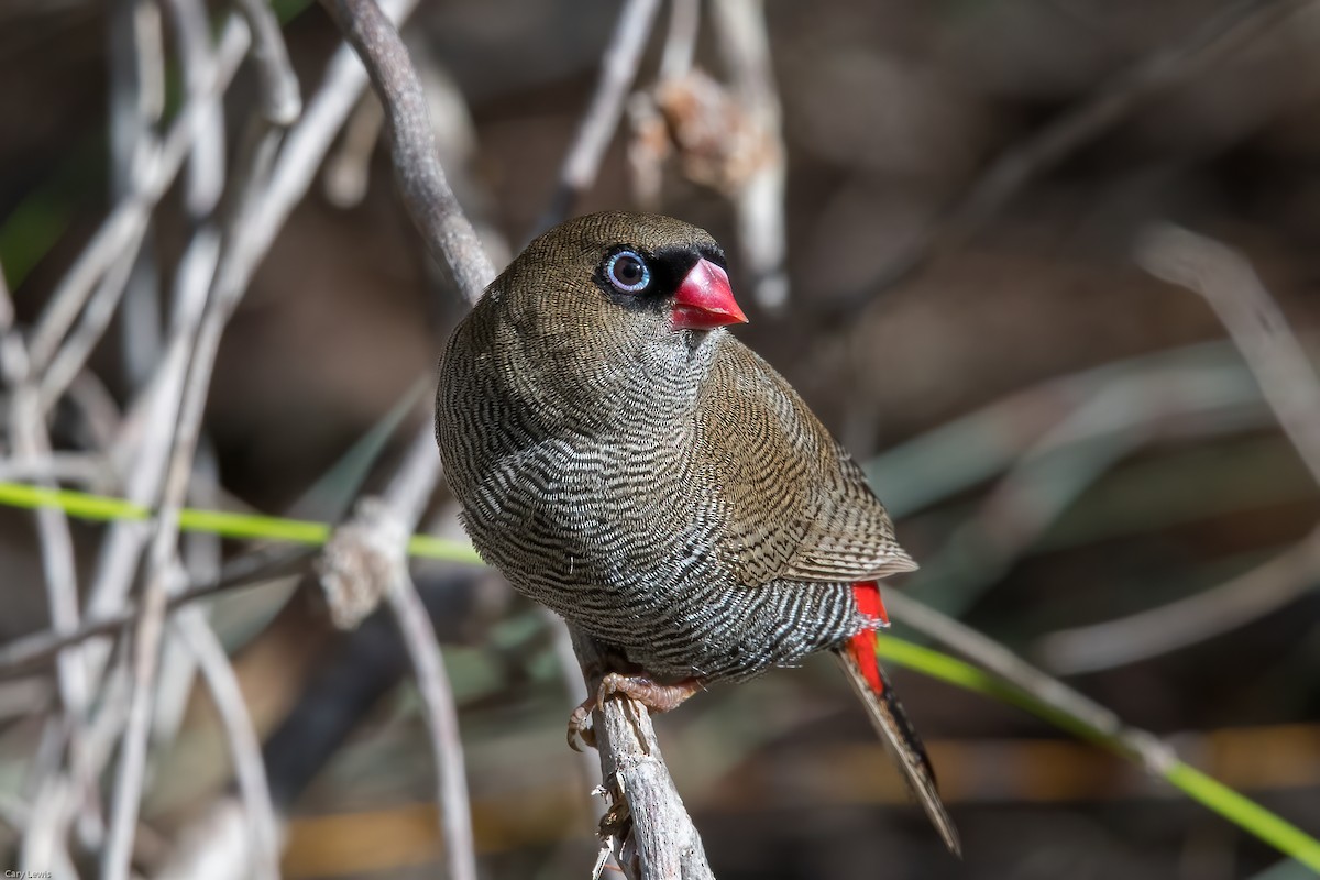Beautiful Firetail - ML319413951