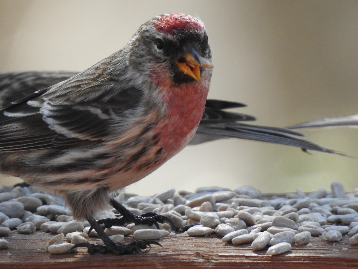 Common Redpoll - Brian Hutchinson