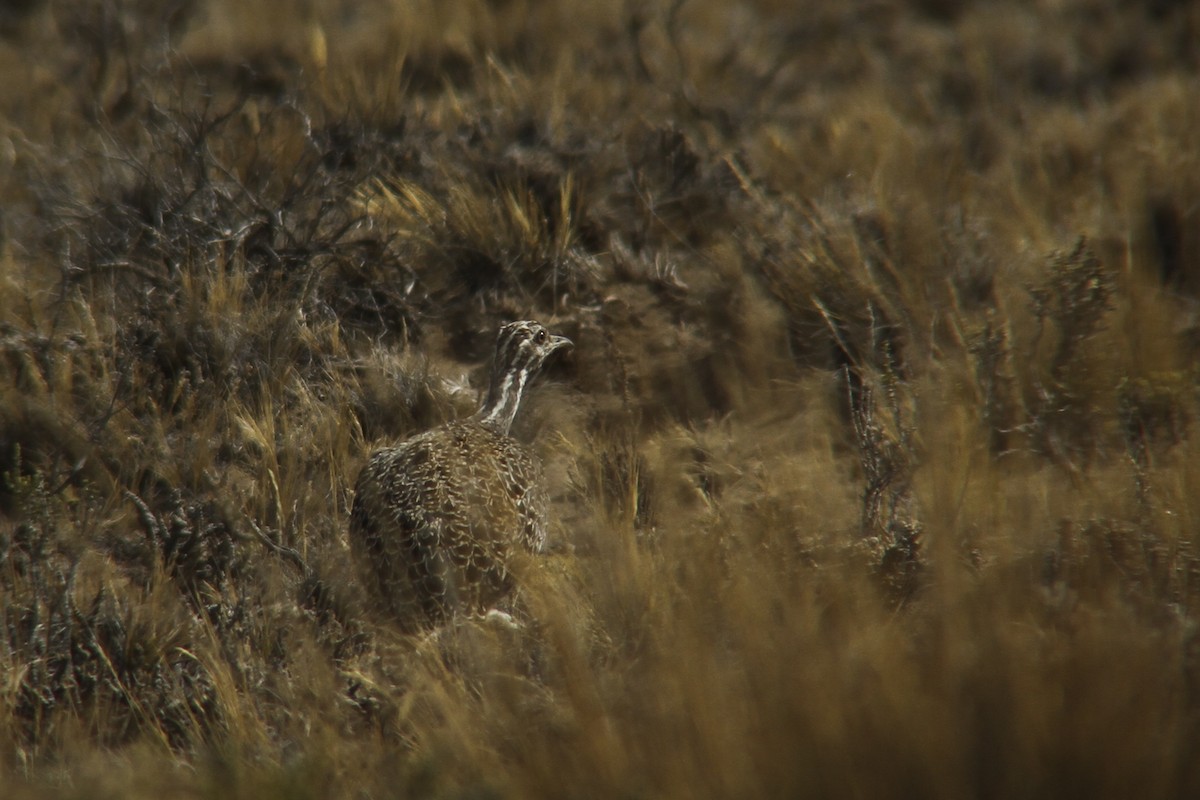 Patagonian Tinamou - Miguel Avalos