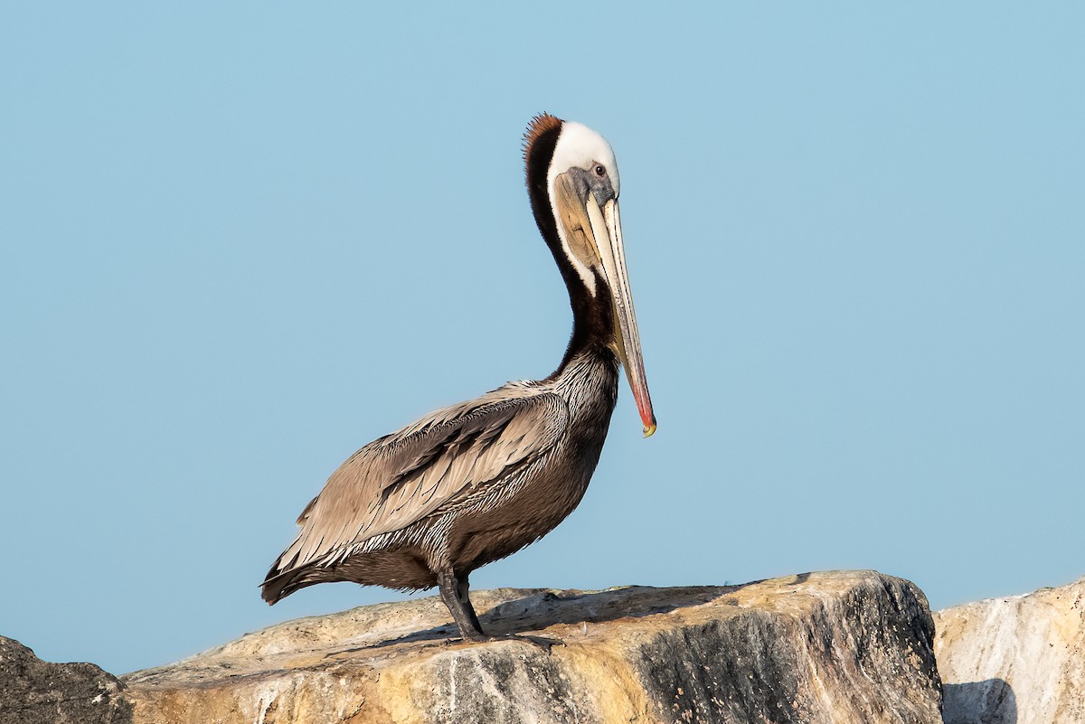 Brown Pelican - Gizella Nyquist