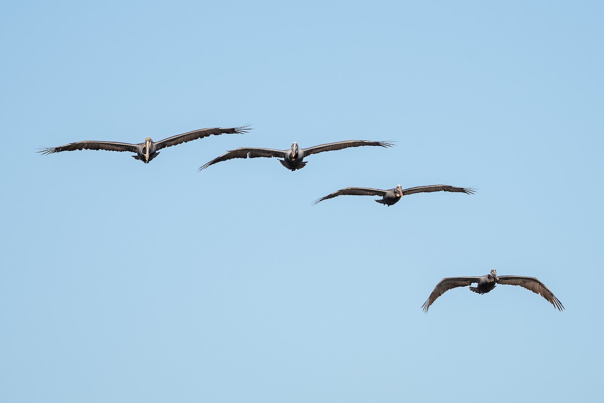 Brown Pelican - Gizella Nyquist