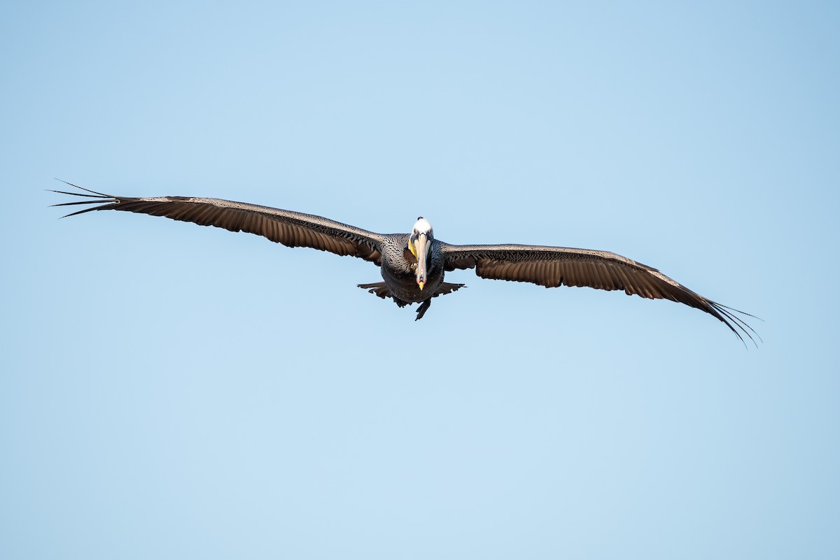 Brown Pelican - Gizella Nyquist