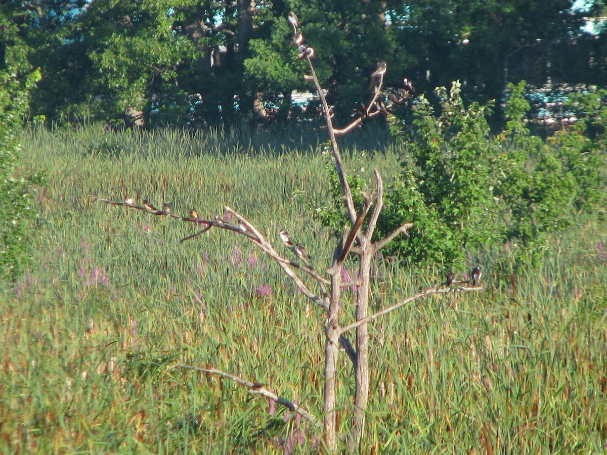 Tree Swallow - ML31941841