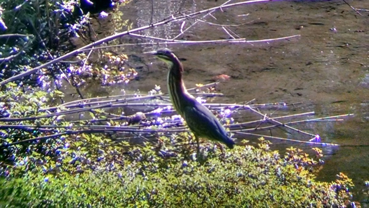 Green Heron - ML31941931