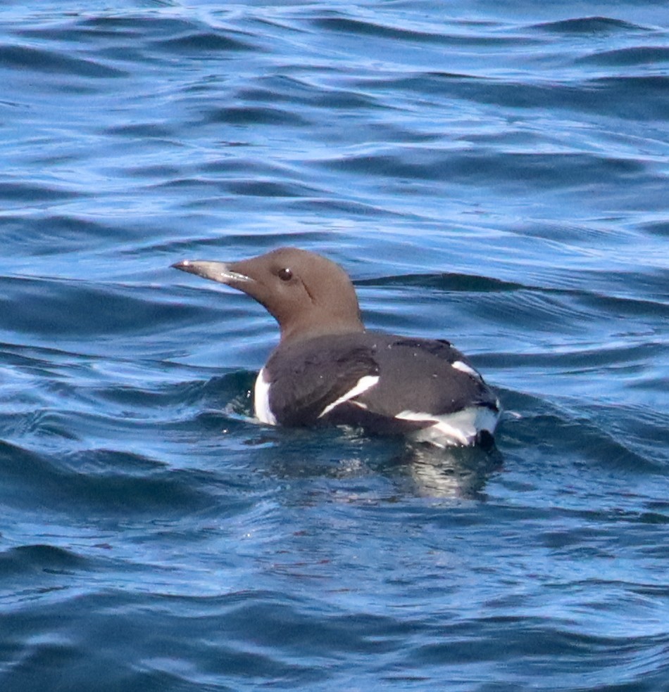 Common Murre - ML319419341