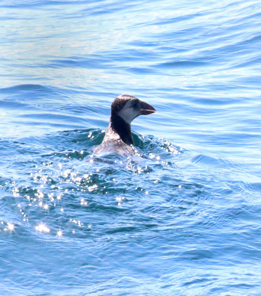 Atlantic Puffin - ML319419381