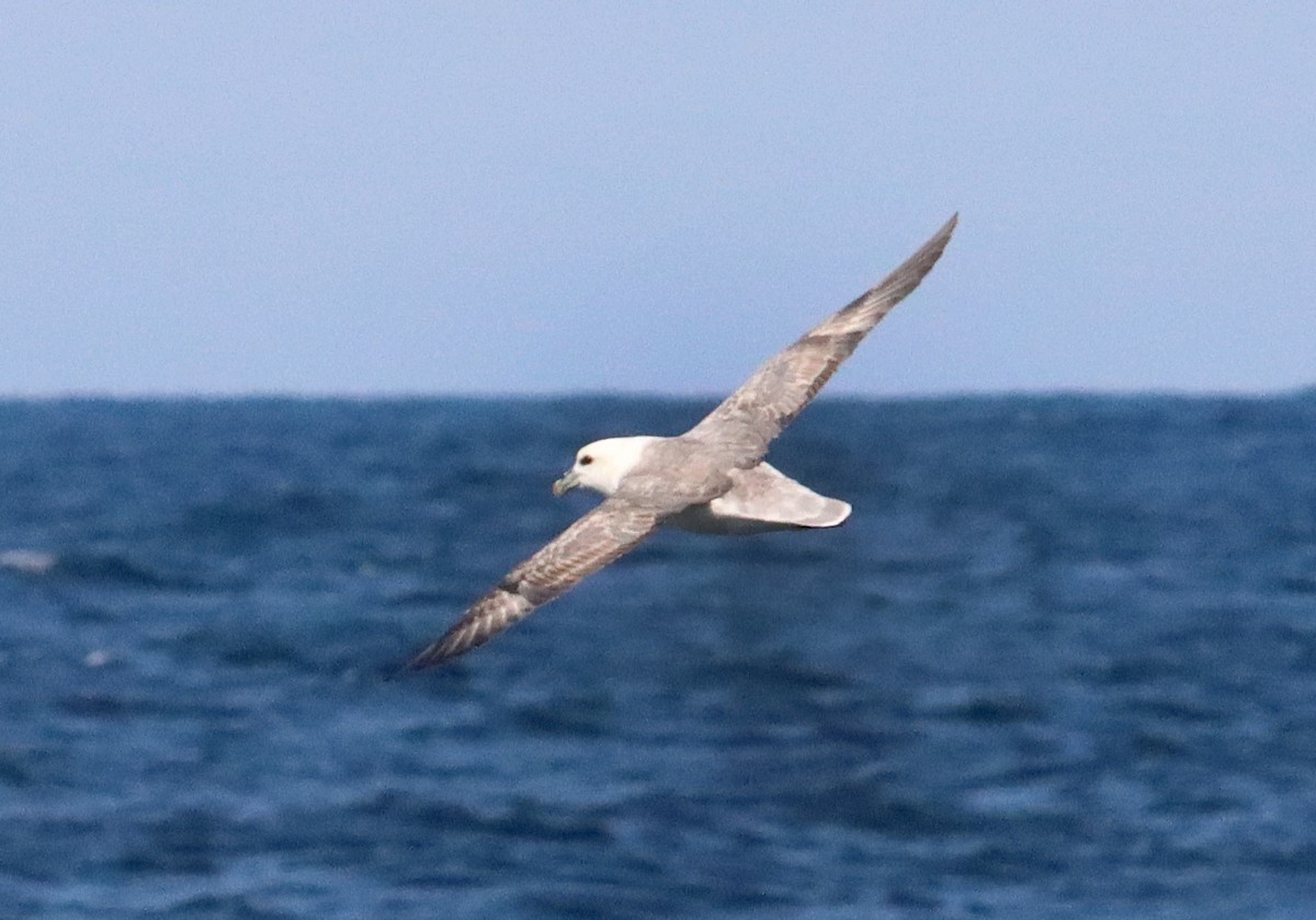 Northern Fulmar - ML319419441