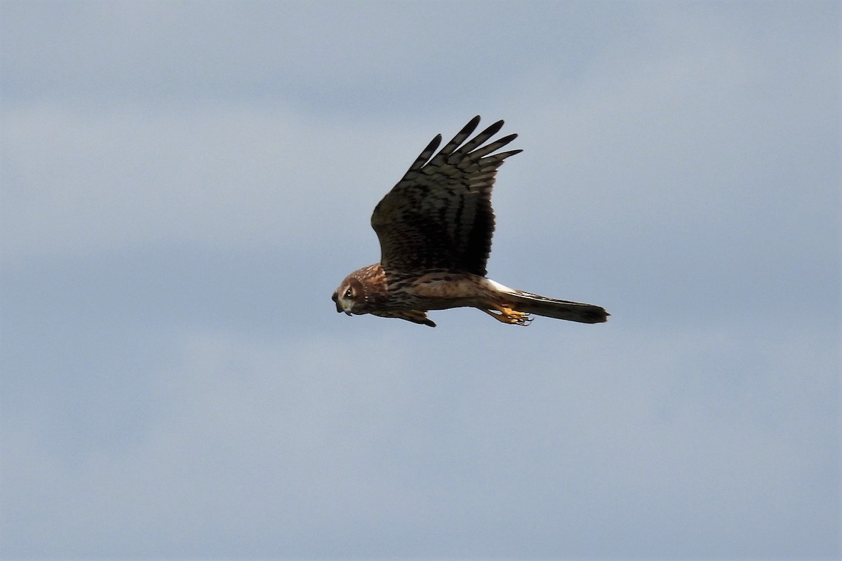 Northern Harrier - ML319422221