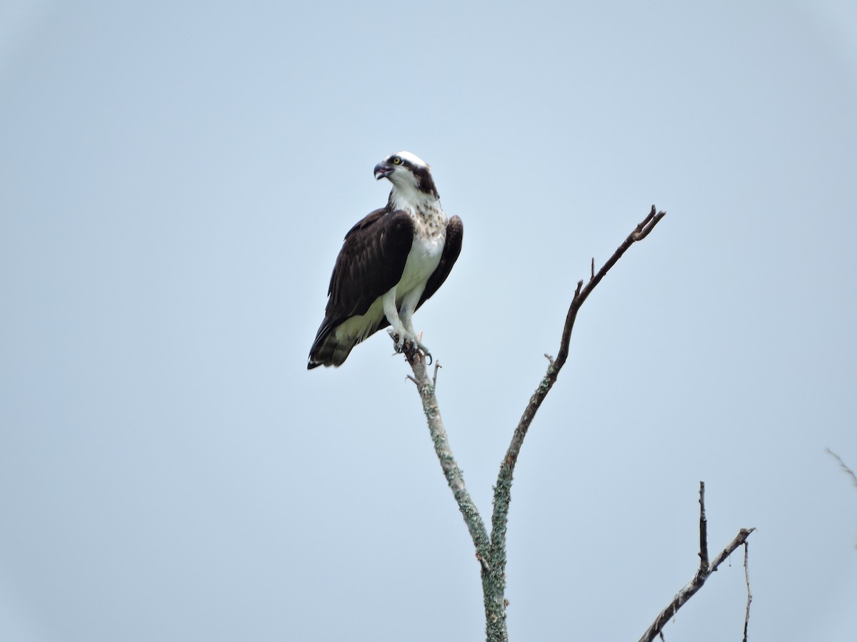 Osprey - Sebastián González