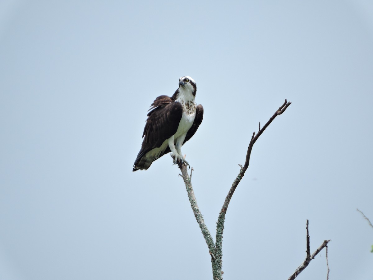 Osprey - Sebastián González