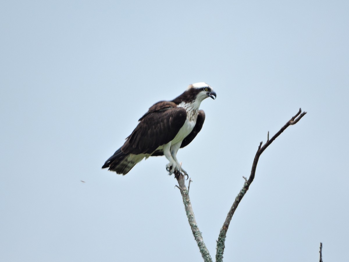 Osprey - ML319422871