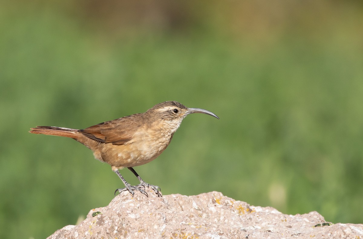 White-throated Earthcreeper - ML319422981