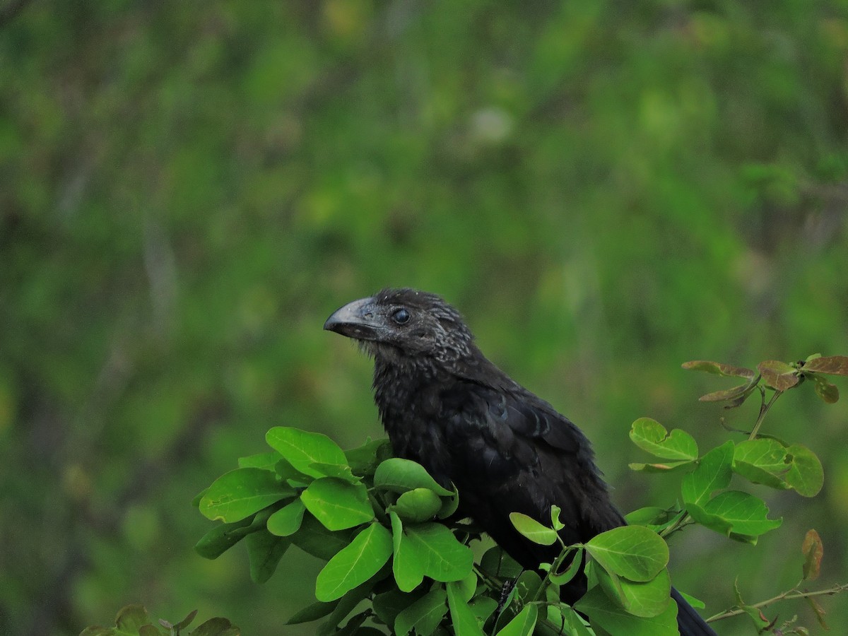 Smooth-billed Ani - ML319423941