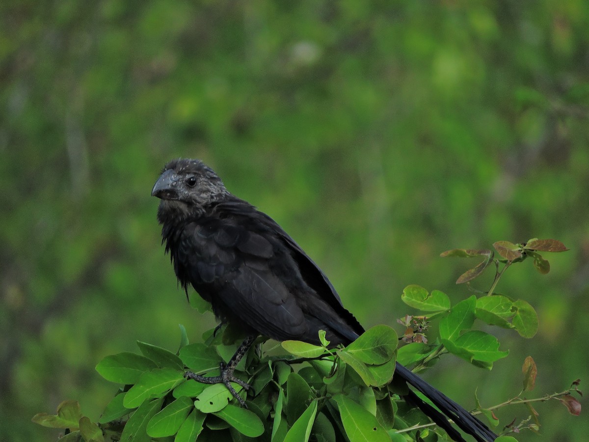 Smooth-billed Ani - ML319423951