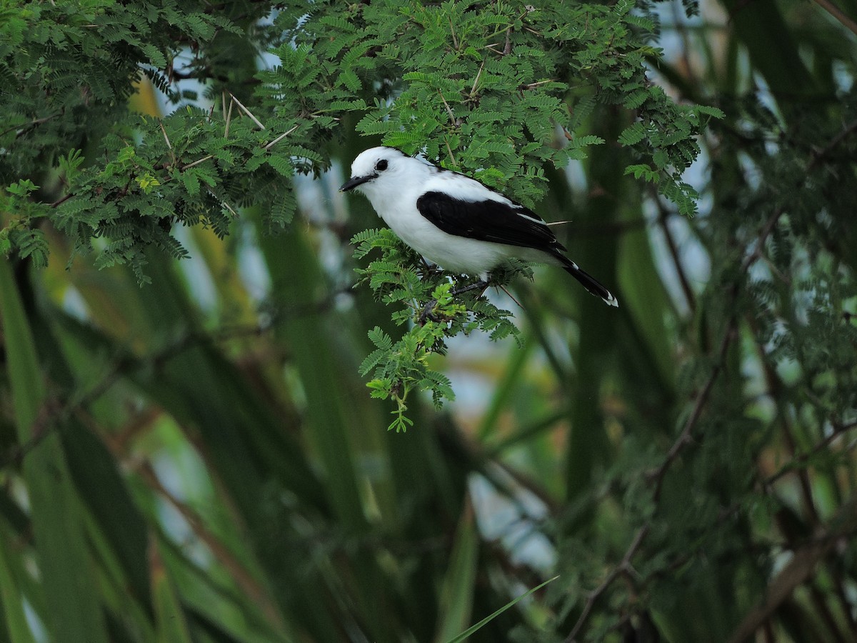 Pied Water-Tyrant - ML319424221