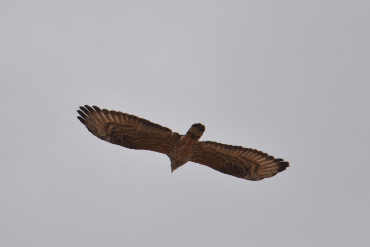 včelojed lesní - ML319425031