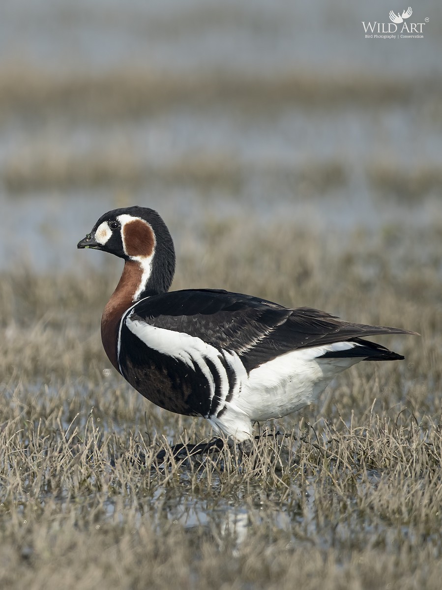 Red-breasted Goose - ML319426191