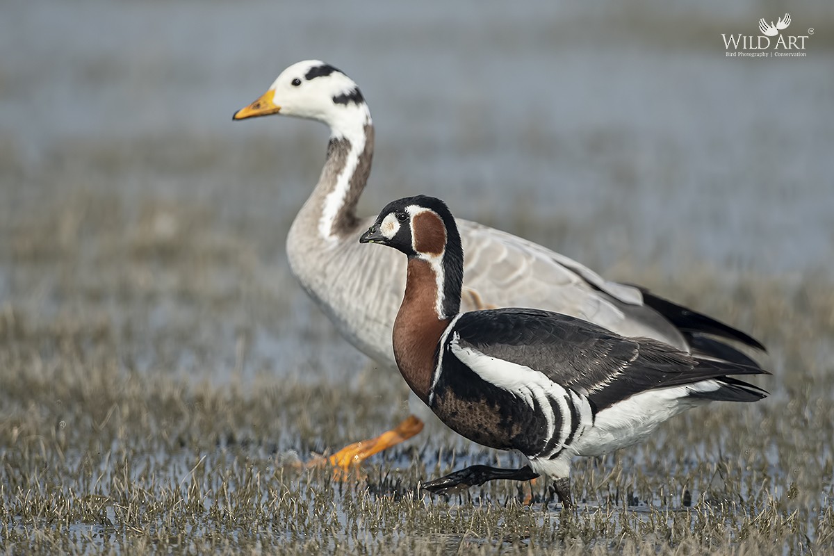 Red-breasted Goose - ML319426221