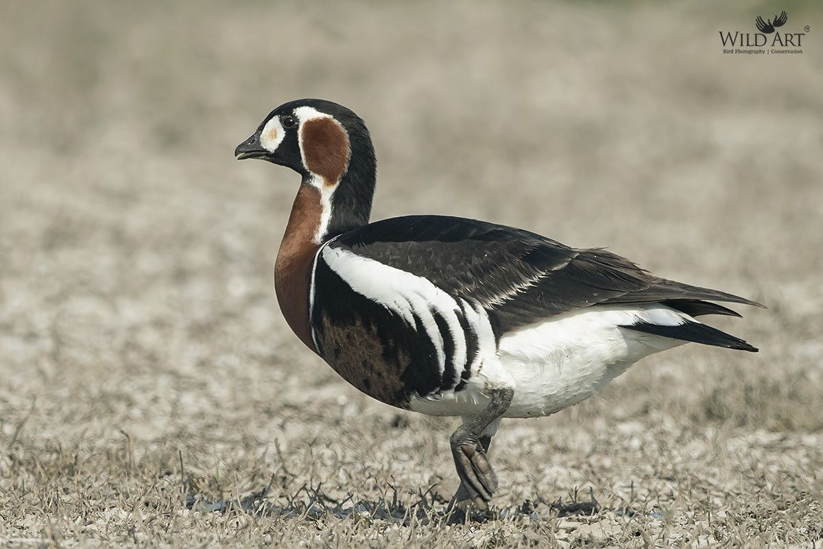 Red-breasted Goose - ML319426231