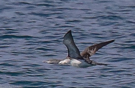 Pacific Loon - ML319427511