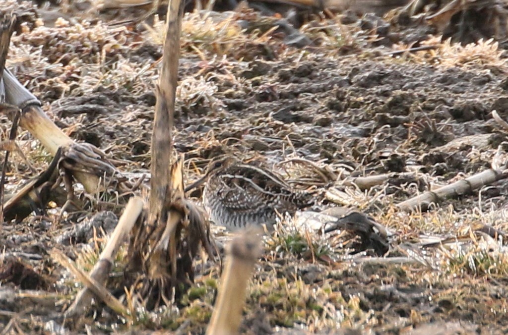 Wilson's Snipe - ML319428611