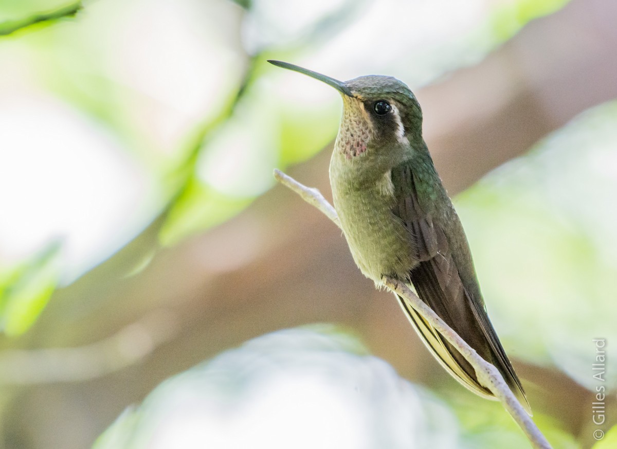 Amethyst-throated Mountain-gem - Gilles Allard