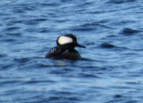 Hooded Merganser - ML319429651