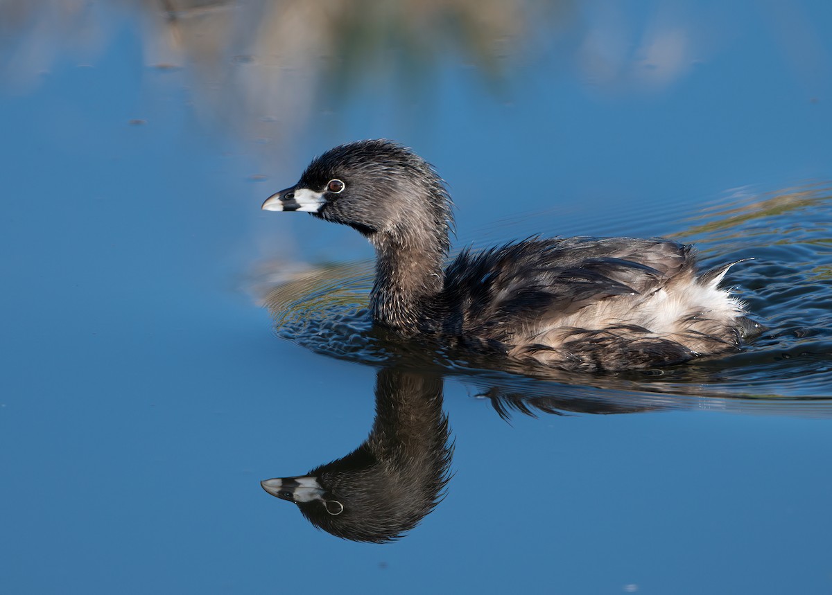 Pied-billed Grebe - Ken Pitts