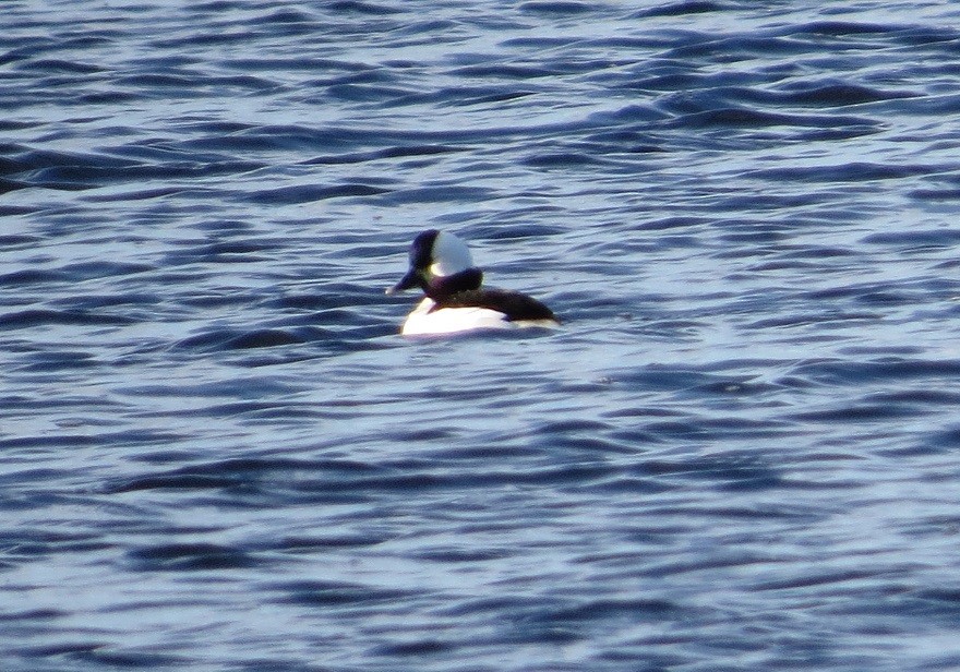 Bufflehead - ML319429821