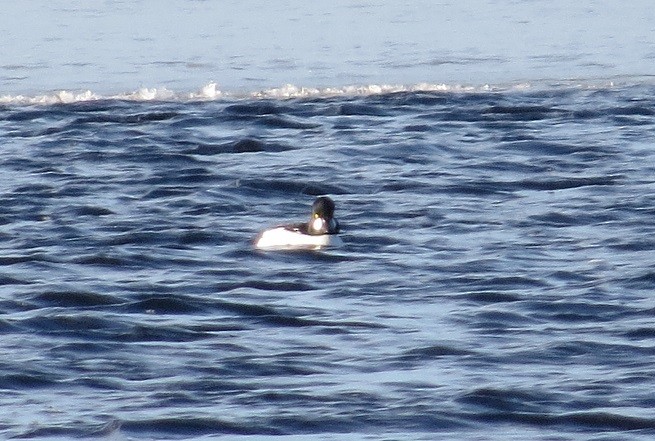 Common Goldeneye - ML319429841