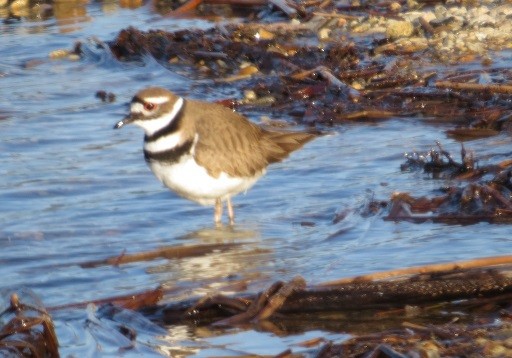 Killdeer - ML319429901