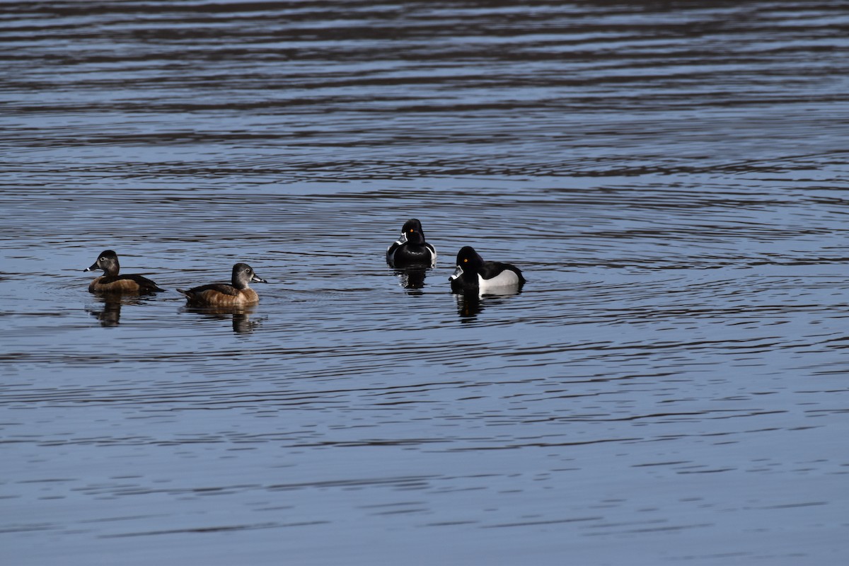 Ring-necked Duck - ML319430531