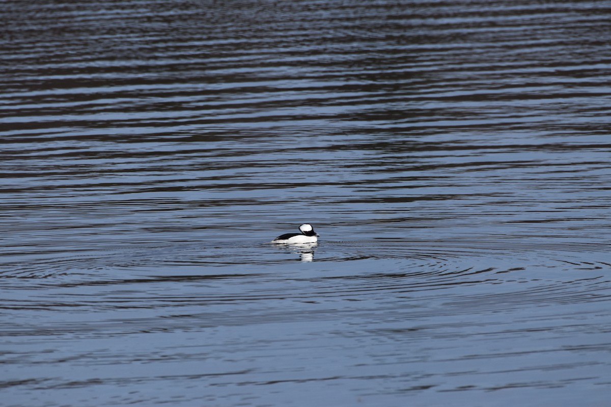 Bufflehead - ML319430691