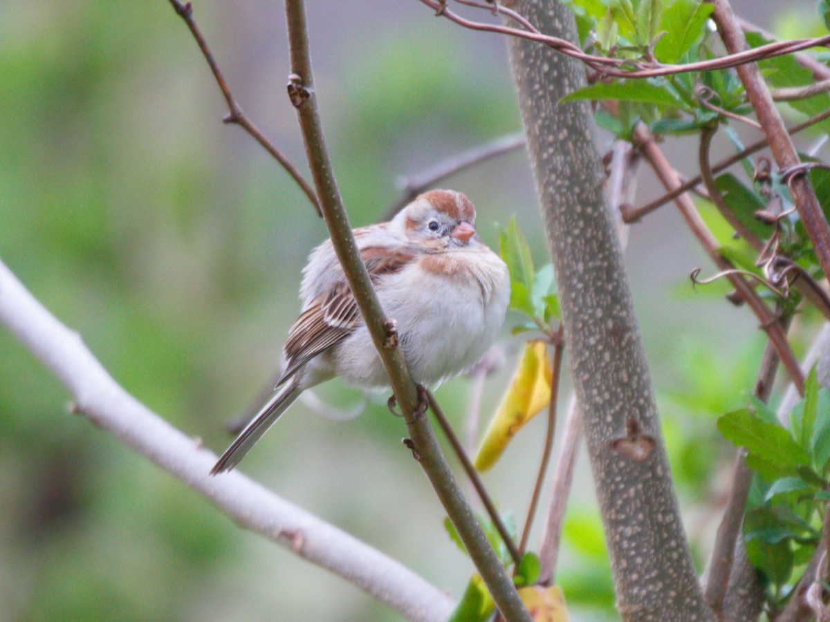 Field Sparrow - ML319431241