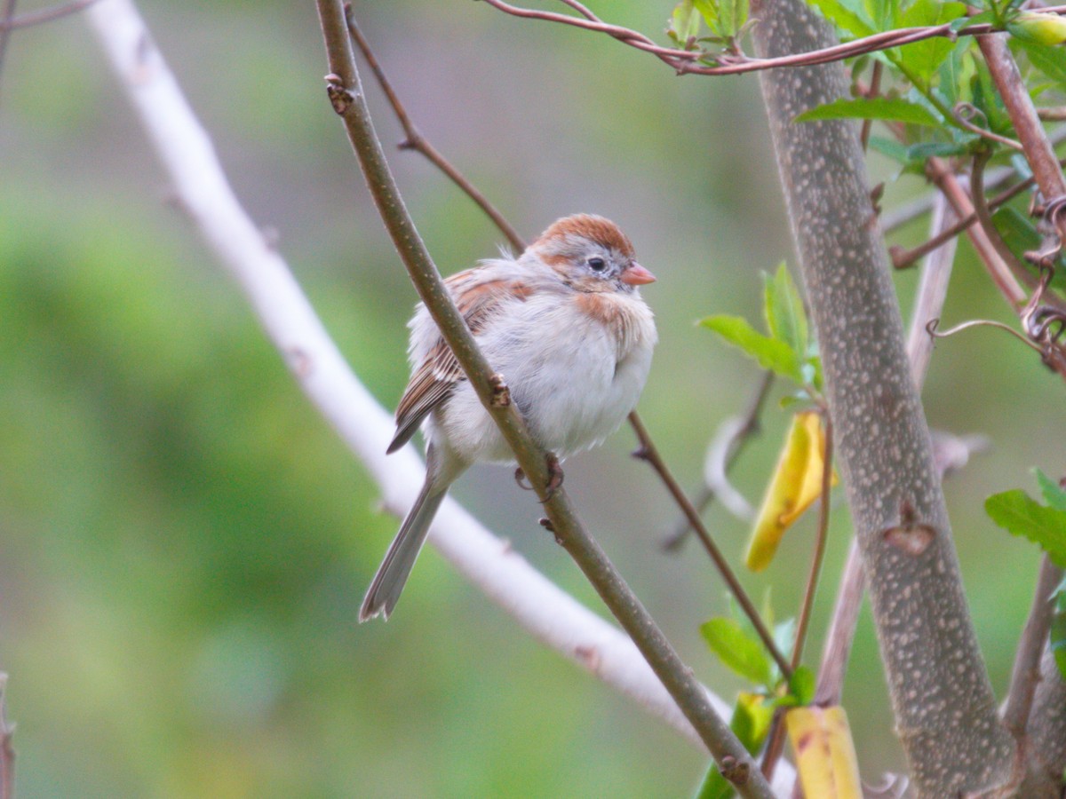 Field Sparrow - ML319431261