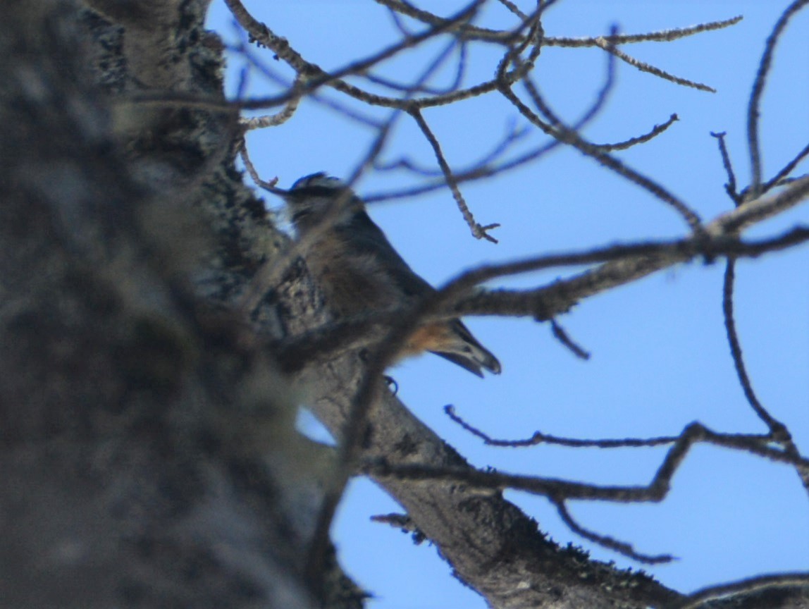 Red-breasted Nuthatch - ML319431531