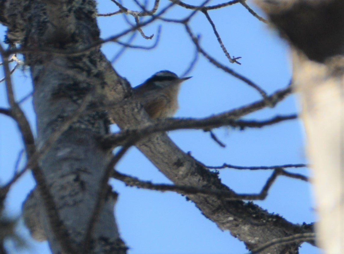 Red-breasted Nuthatch - ML319431541