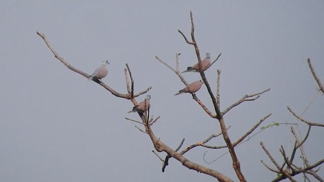 Red Collared-Dove - ML319434811