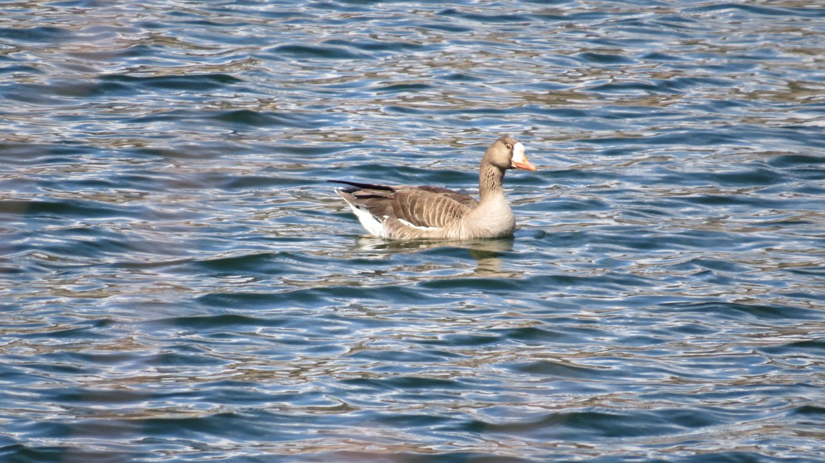 Greater White-fronted Goose - Ted Uhlemann