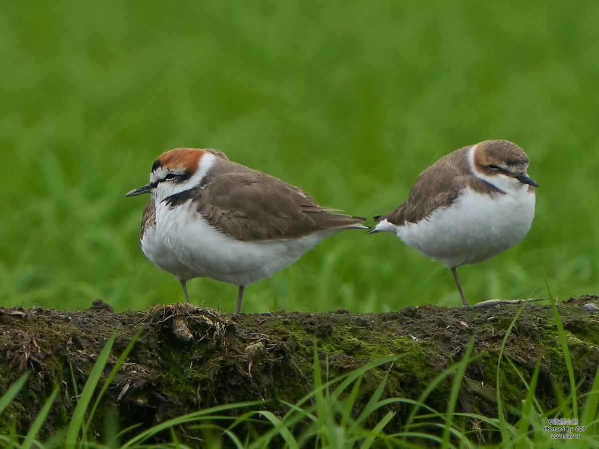 Kentish Plover - Chieh-Peng Chen