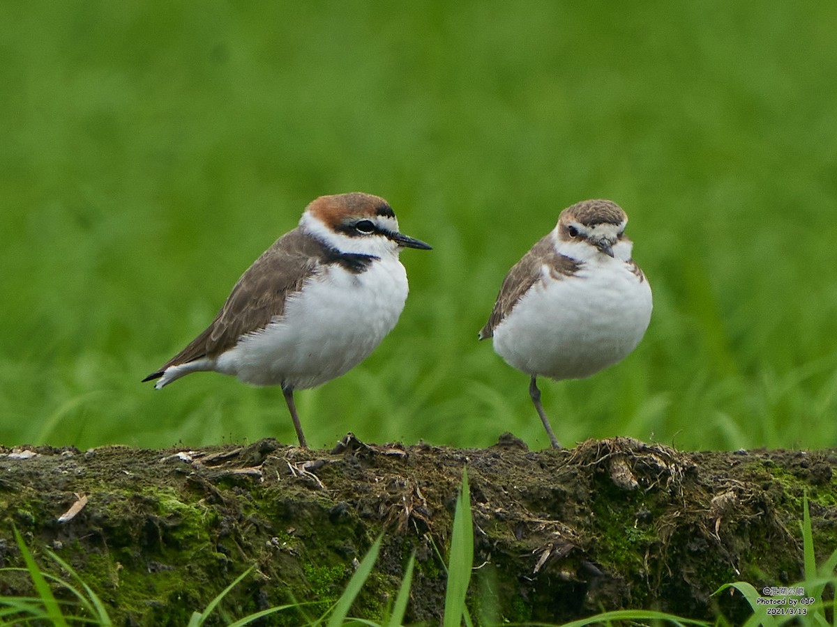 Kentish Plover - Chieh-Peng Chen