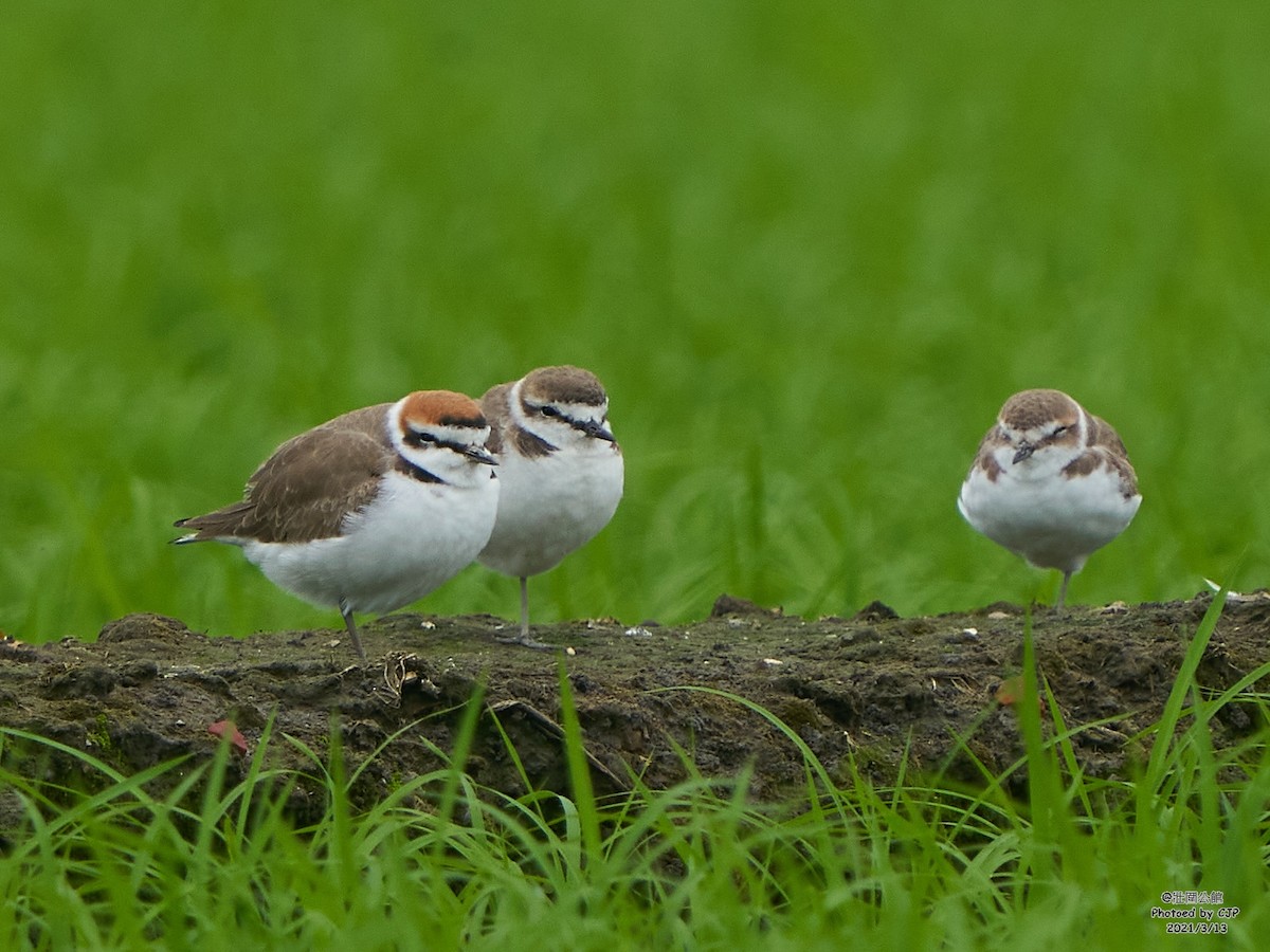 Kentish Plover - Chieh-Peng Chen