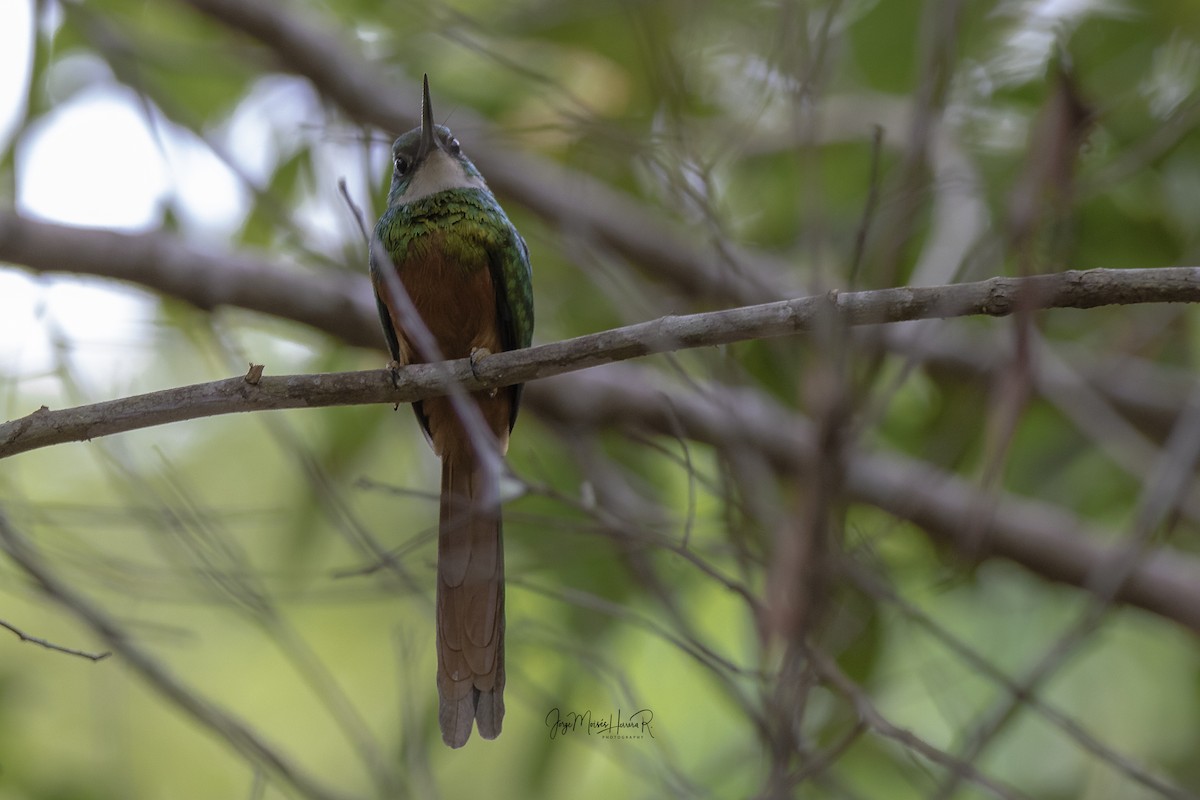 Rufous-tailed Jacamar - Jorge Moisés Herrera R.