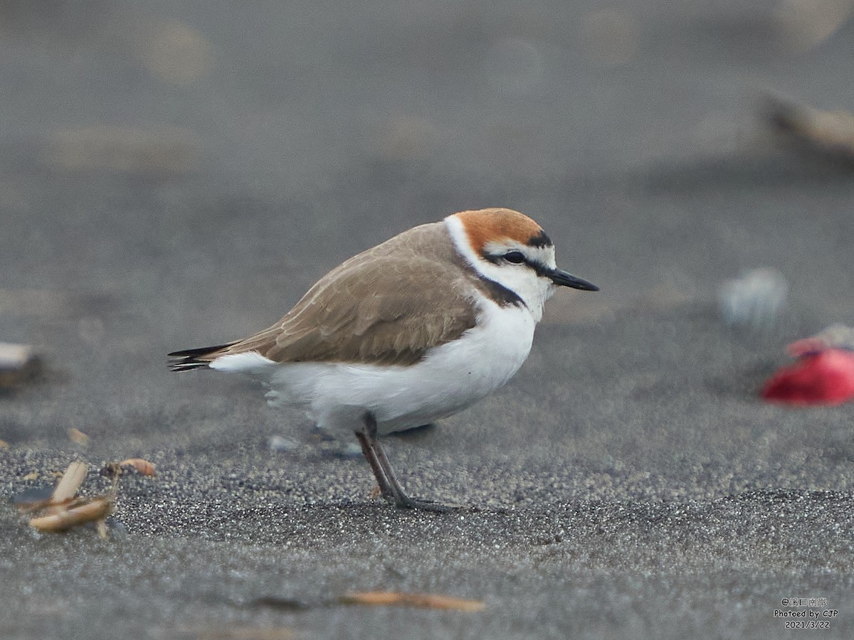 Kentish Plover - Chieh-Peng Chen