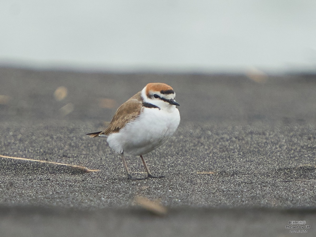 Kentish Plover - Chieh-Peng Chen