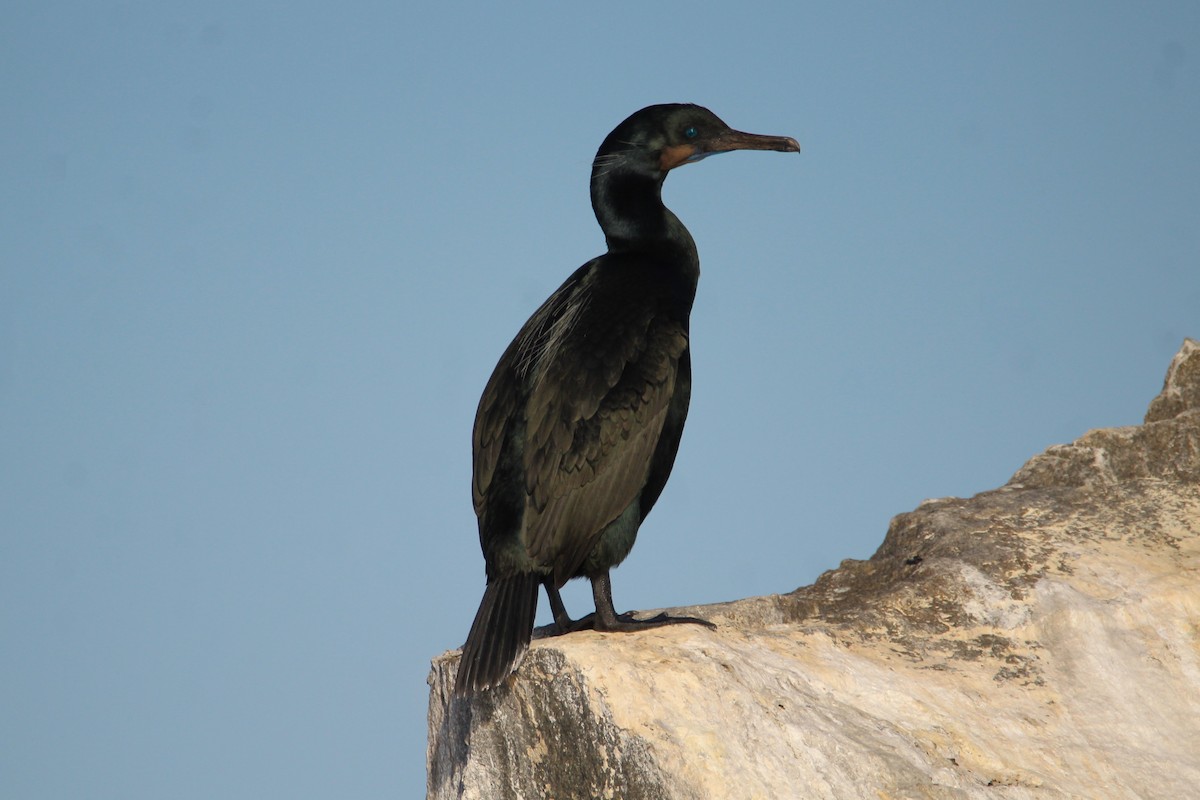 Brandt's Cormorant - Patrick Sysiong