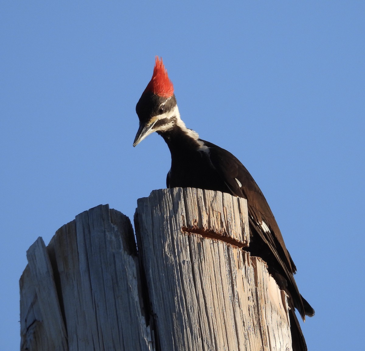 Pileated Woodpecker - Jennifer  Kuehn